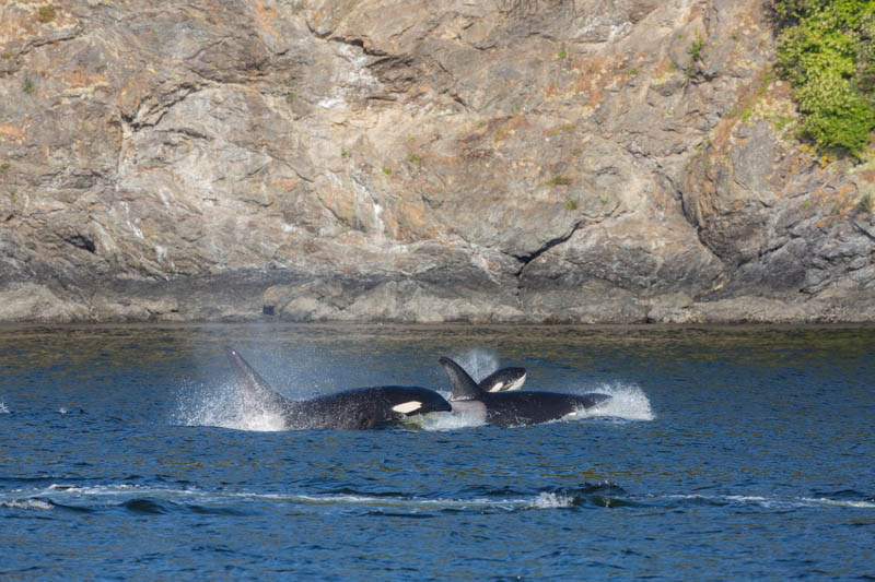 Orcas