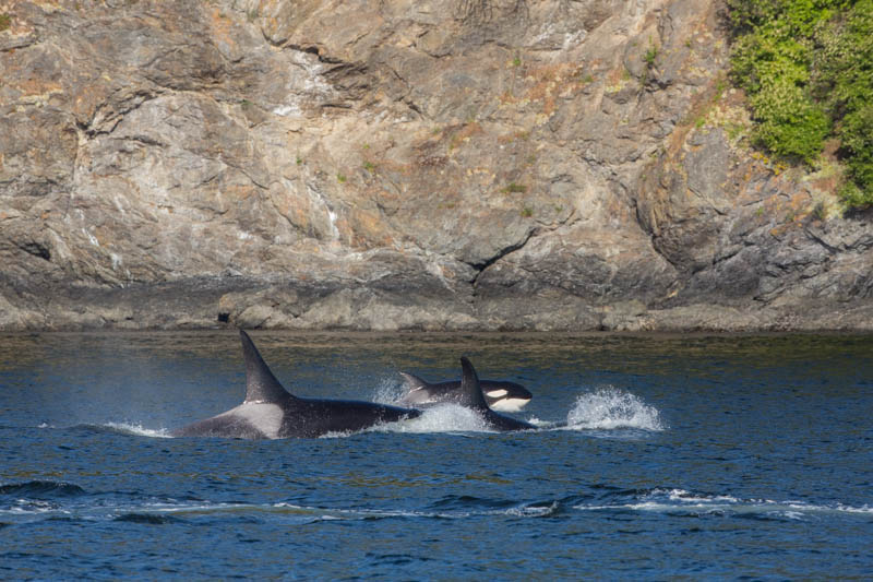 Orcas