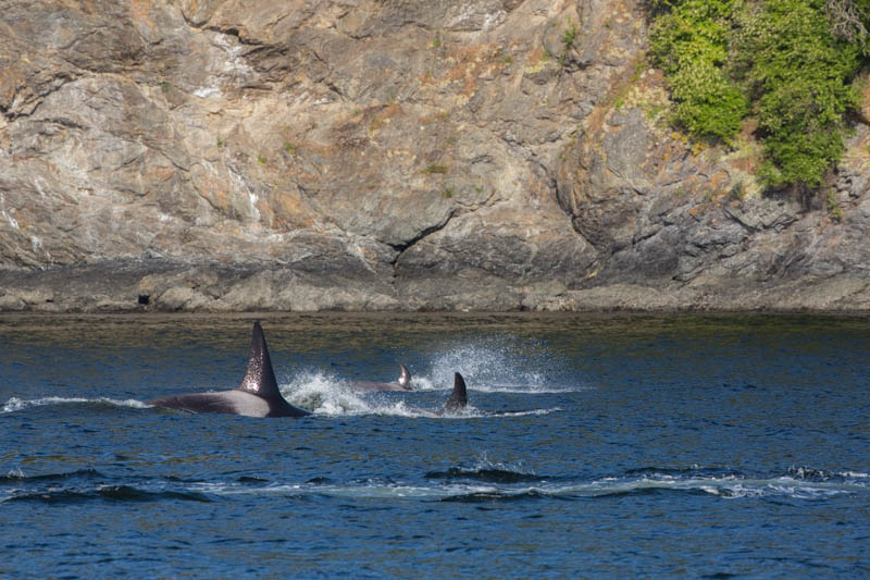 Orcas