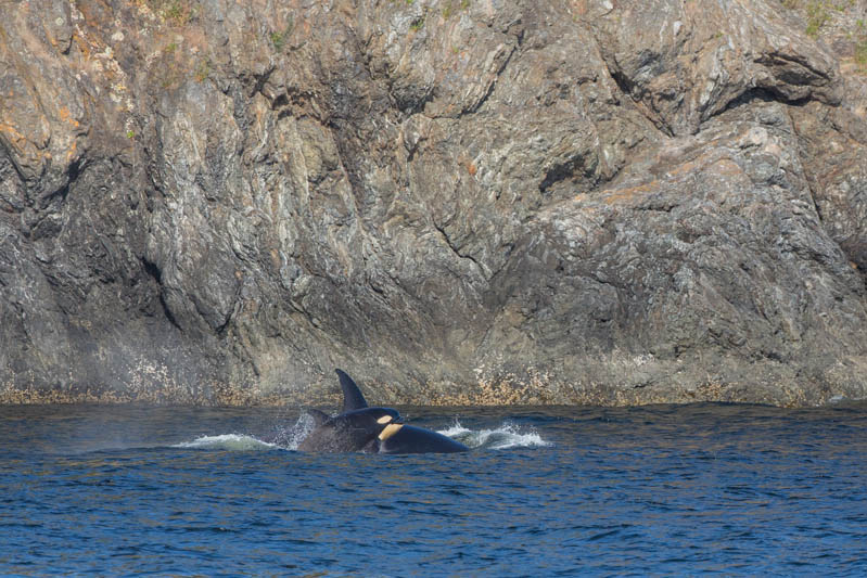 Orcas