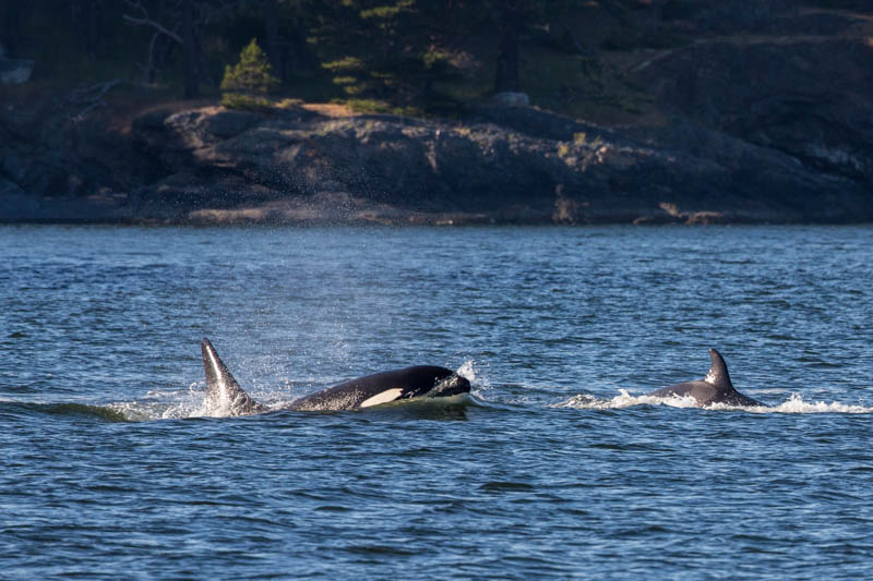 Orcas