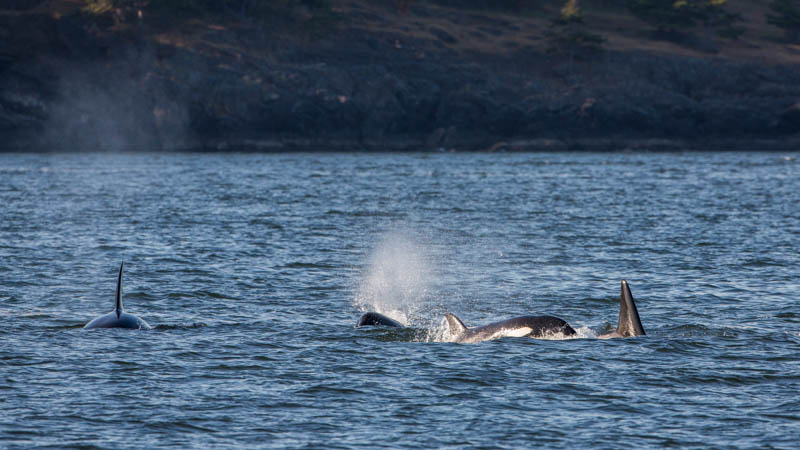 Orcas