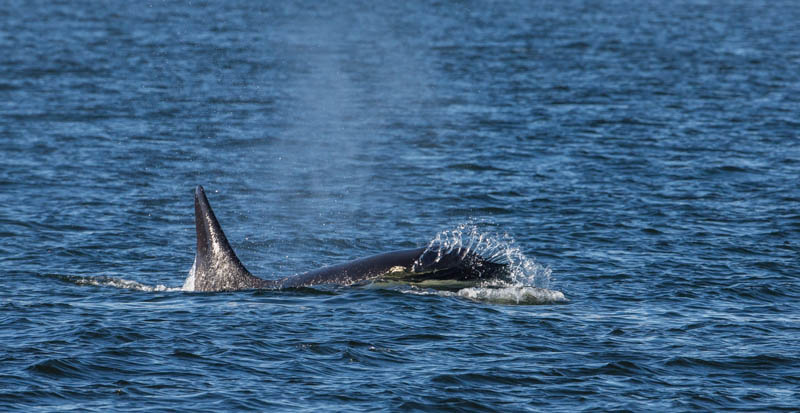 Orca