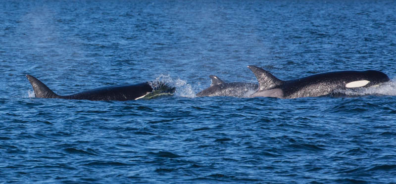 Orcas