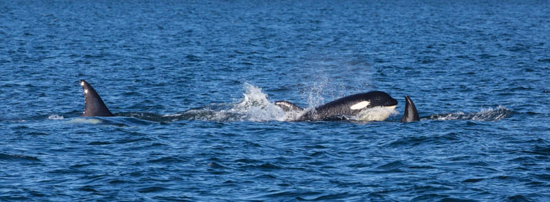 Orcas