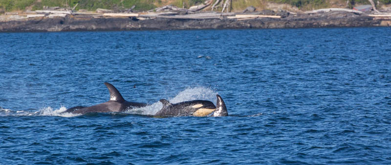 Orcas