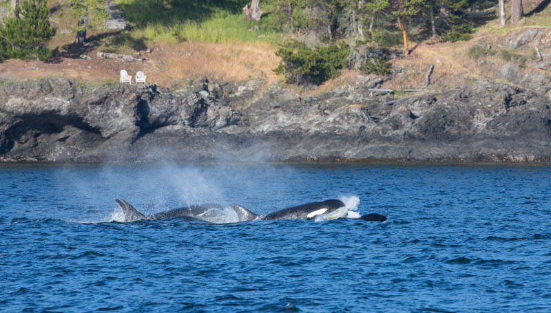 Orcas