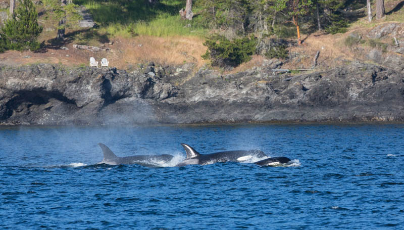 Orcas