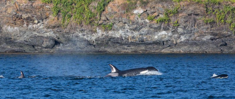 Orcas