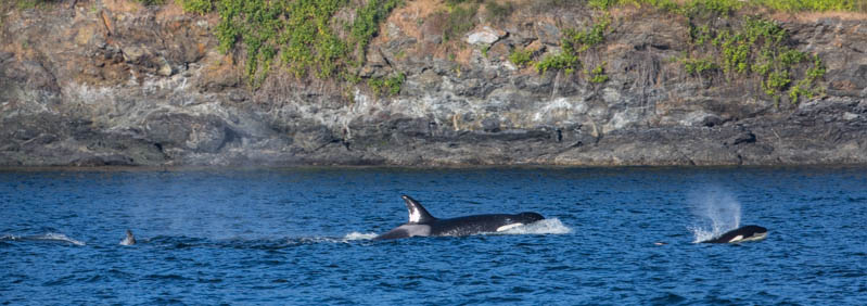 Orcas