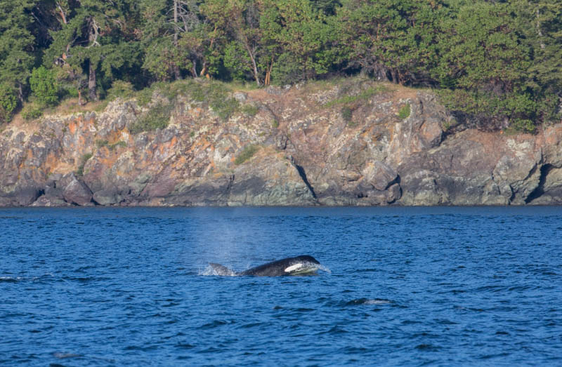 Orca