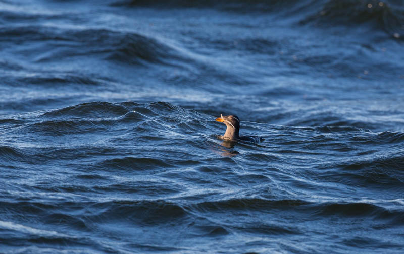 Rhinoceros Auklet