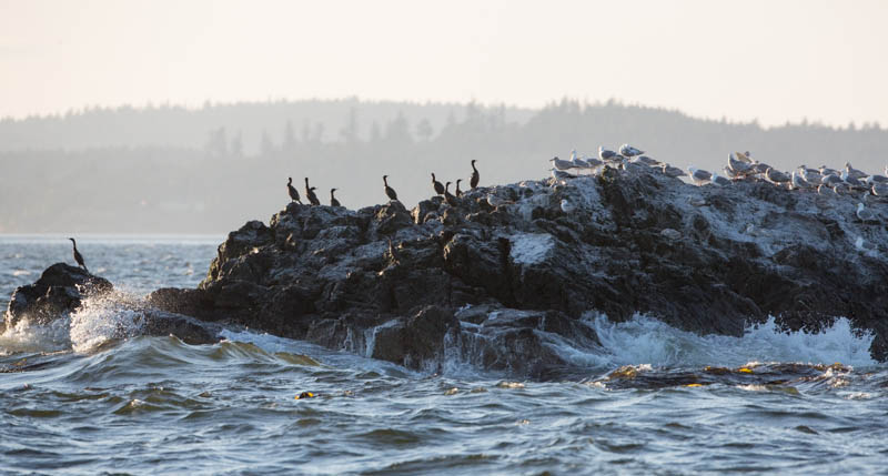 Gulls And Pelagic Cormorants On Rock