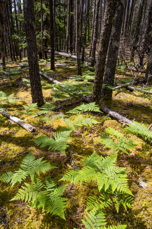 Ferns On Forest Floor