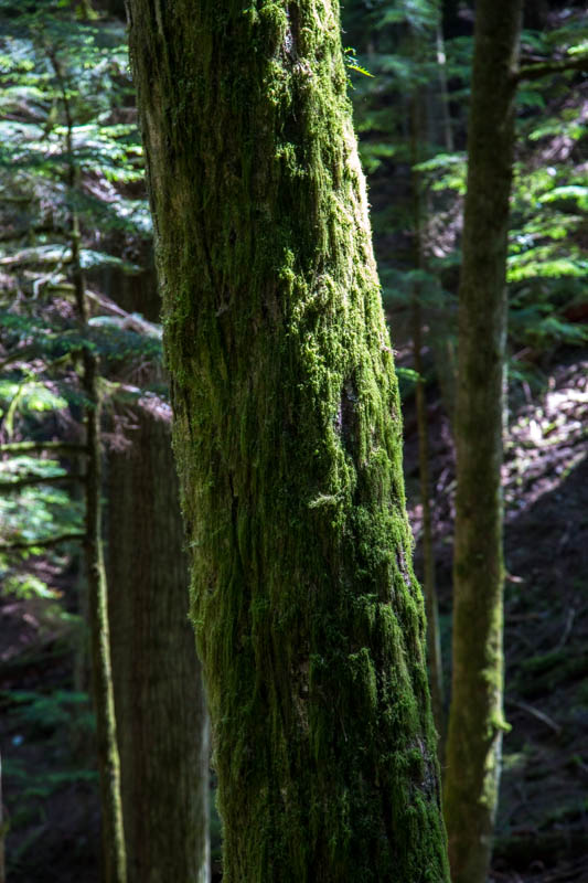 Moss On Tree Trunk