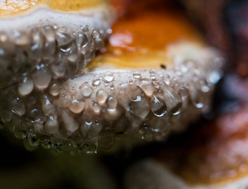 Dew On Fungus