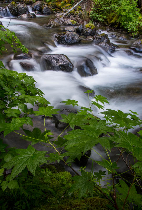 Big Leaf Maple Sapling Along Stream