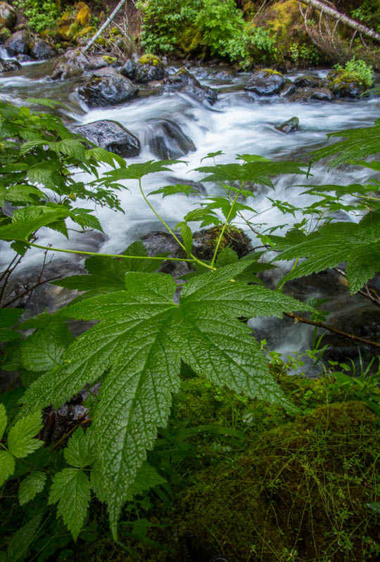 Big Leaf Maple Sapling Along Stream