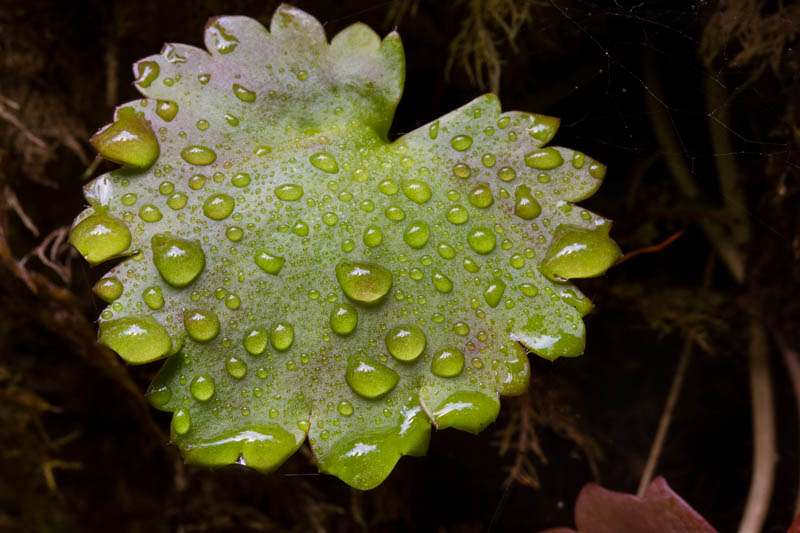 Raindrops On Leaf