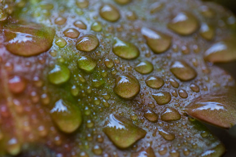 Raindrops On Leaf