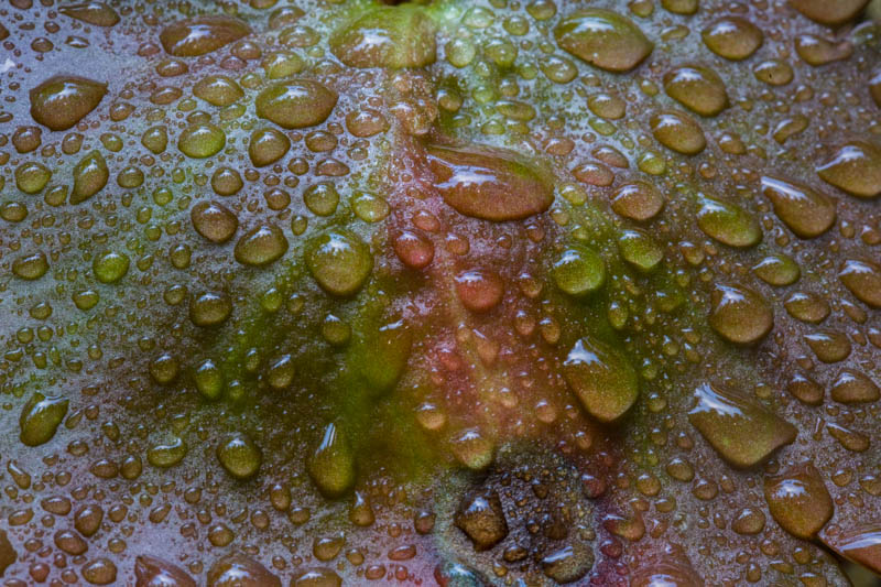 Raindrops On Leaf