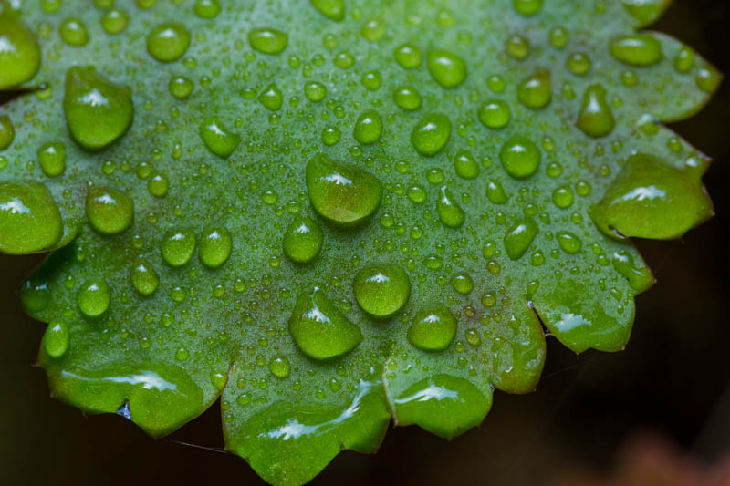 Raindrops On Leaf