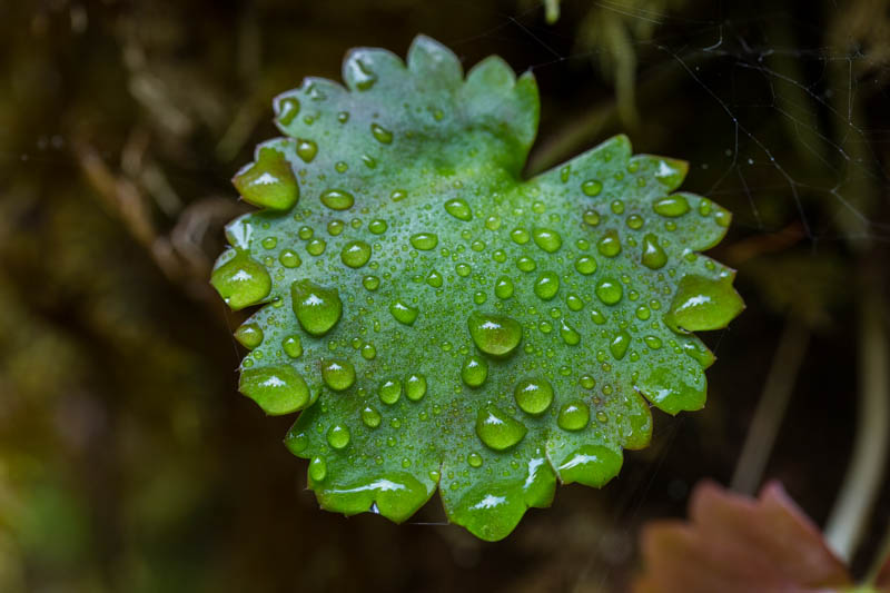 Raindrops On Leaf