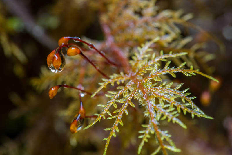 Raindrops On Moss