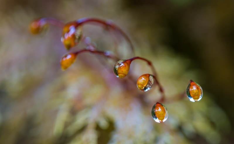 Raindrops On Moss