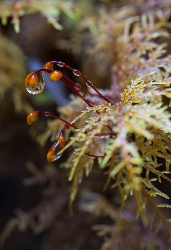 Raindrops On Moss