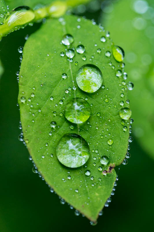 Raindrops On Leaf