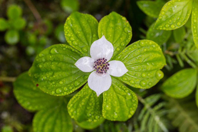 Bunchberry