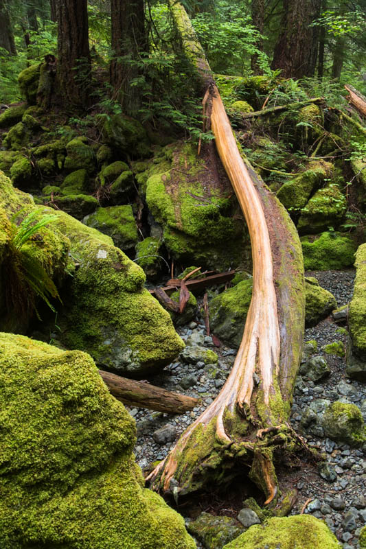 Fallen Tree In Dry Streambed