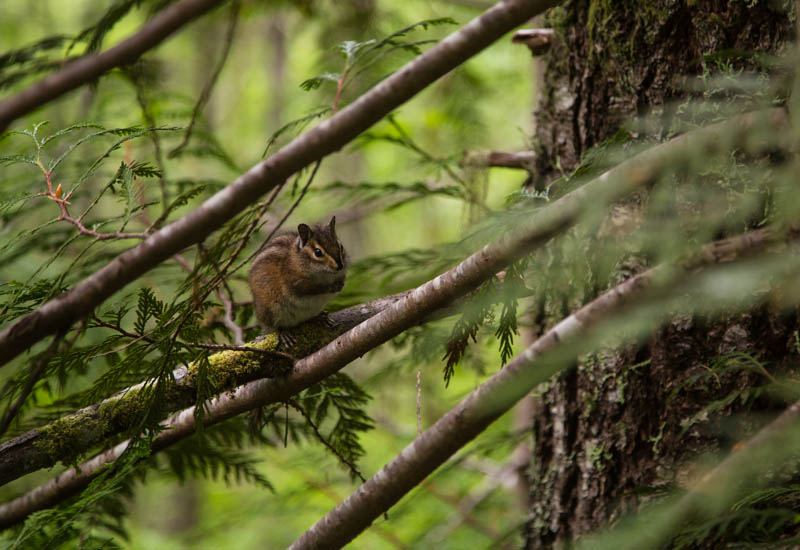 Townsends Chipmunk