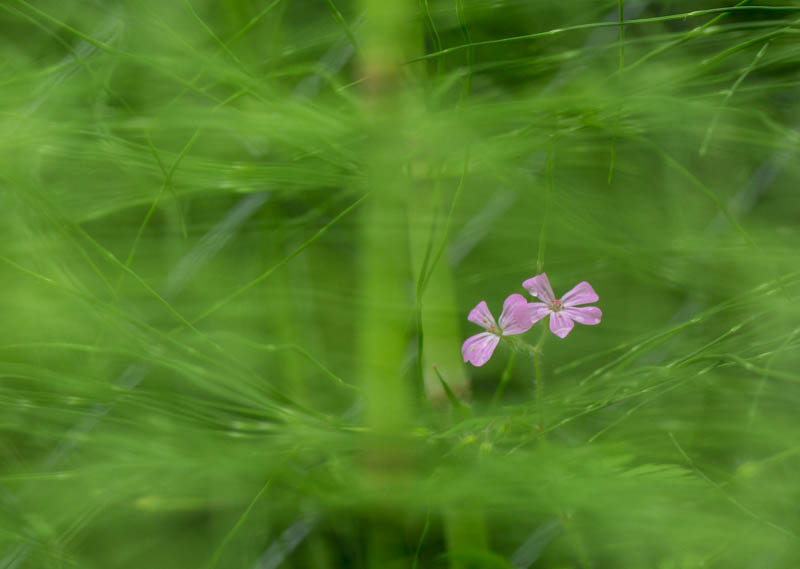 Flower In Horsetails