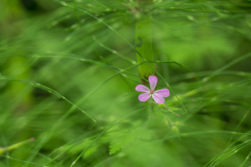 Flower In Horsetails