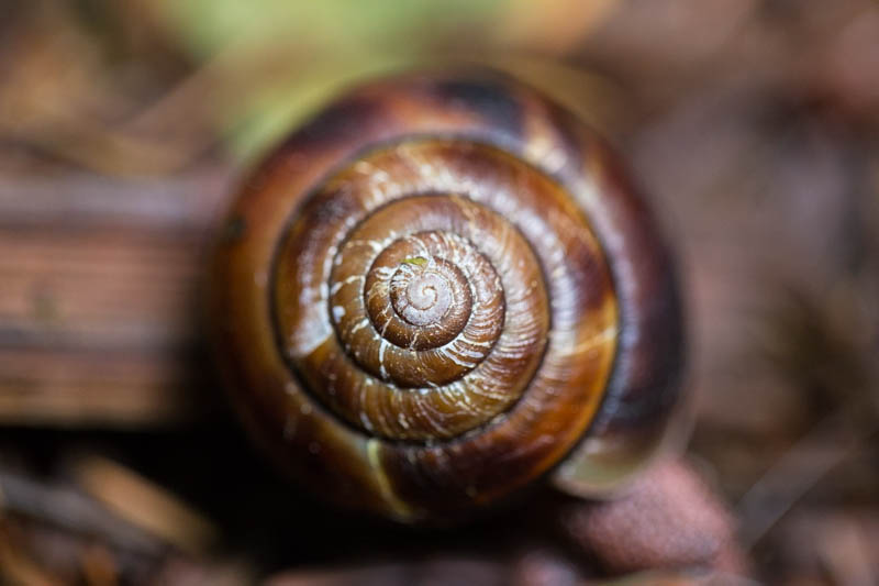 Snail