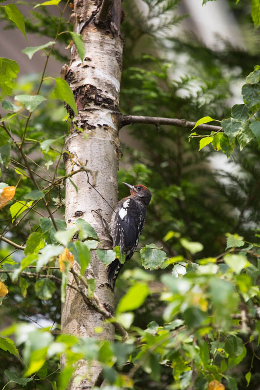 Red-Breasted Sapsucker