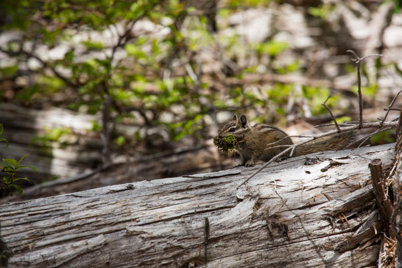 Townsends Chipmunk