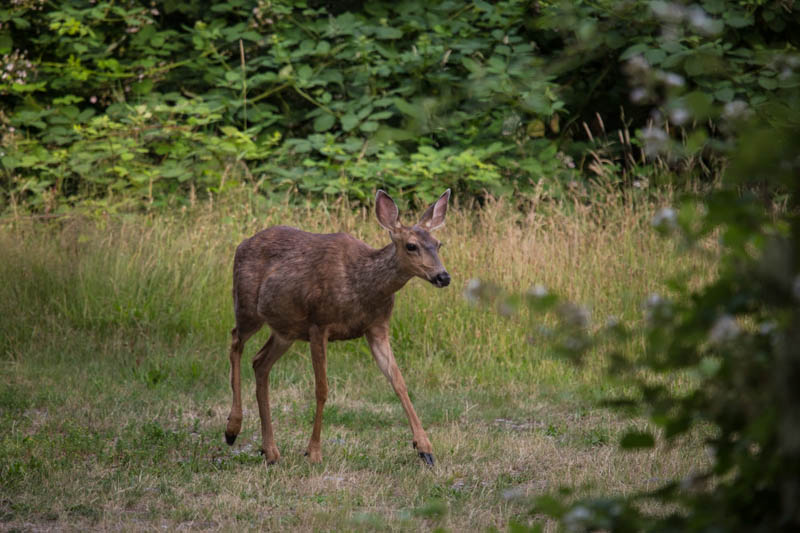 Mule Deer