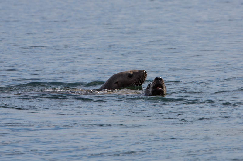 Stellars Sealions