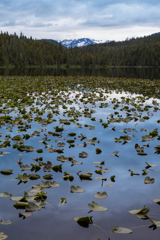 Lilys In Peterson Lake