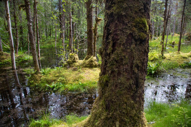 Trees In Wetland