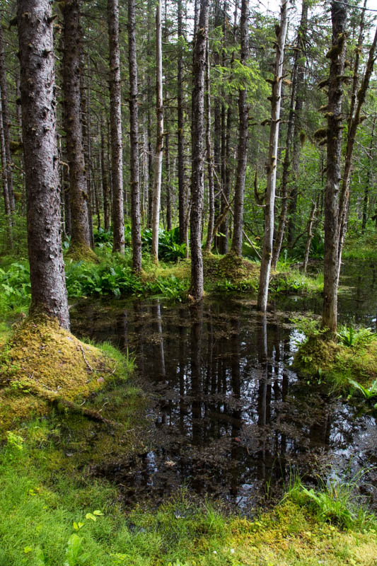 Trees In Wetland