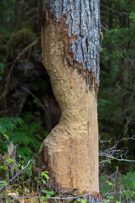 Beaver-Gnawed Tree Trunk