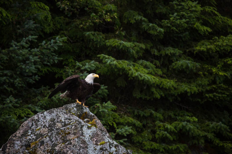 Bald Eagle