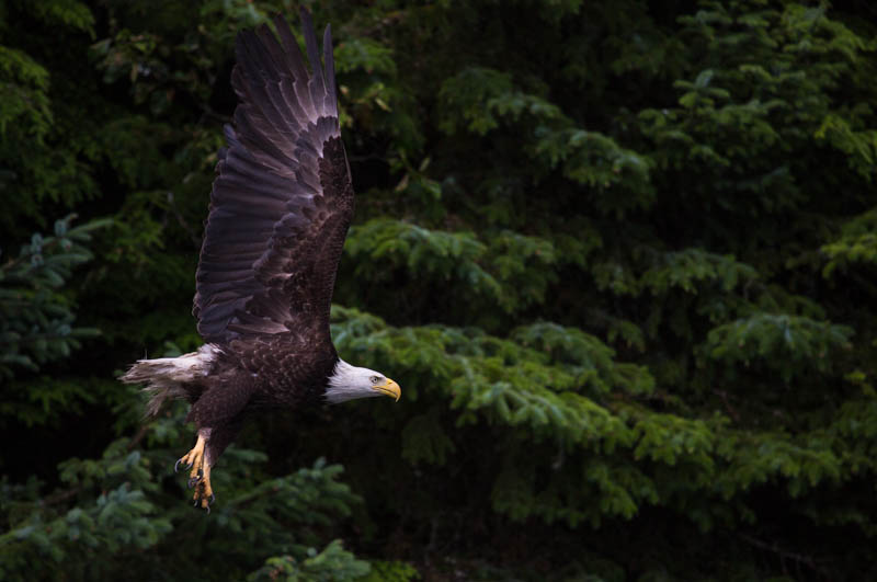 Bald Eagle In Flight