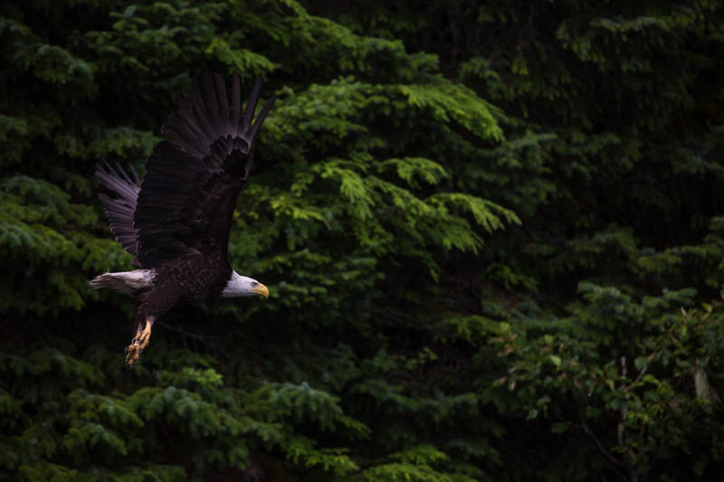 Bald Eagle In Flight