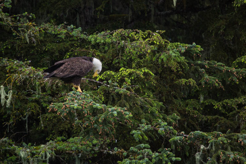 Bald Eagle