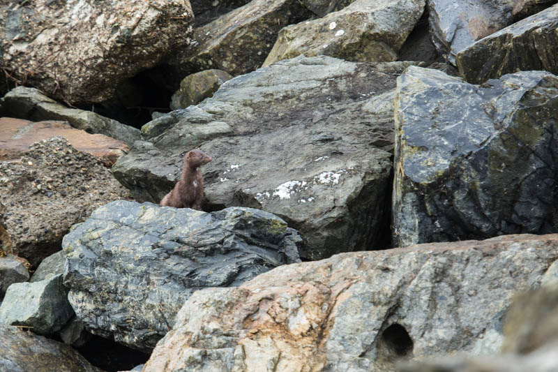 Mink In Rocks